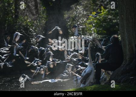 Un homme nourrit un cygne et un troupeau de pigeons au parc vert de St Stephen's dans le centre-ville de Dublin pendant le confinement de niveau 5 de COVID-19. Le vendredi 19 mars 2021, à Dublin, Irlande. (Photo par Artur Widak/NurPhoto) Banque D'Images