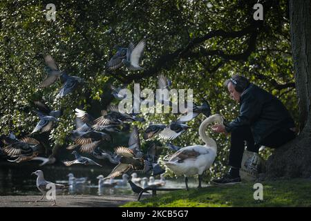 Un homme nourrit un cygne et un troupeau de pigeons au parc vert de St Stephen's dans le centre-ville de Dublin pendant le confinement de niveau 5 de COVID-19. Le vendredi 19 mars 2021, à Dublin, Irlande. (Photo par Artur Widak/NurPhoto) Banque D'Images