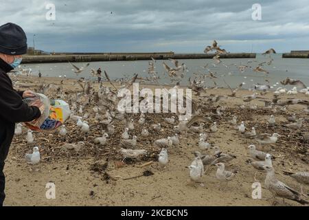 Un homme local nourrit des cygnes, des mouettes et des pigeons dans le port de Bray. Mardi, 23 mars 2021, à Bray, comté de Wicklow, Irlande. (Photo par Artur Widak/NurPhoto) Banque D'Images