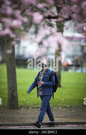 Les gens marchent à côté des cerisiers en fleurs japonais qui fleurissent près de l'arche McLennan dans le vert de Glasgow alors que le temps du printemps commence à entrer en vigueur sur 31 mars 2021 à Glasgow, en Écosse. (Photo par Ewan Bootman/NurPhoto) Banque D'Images