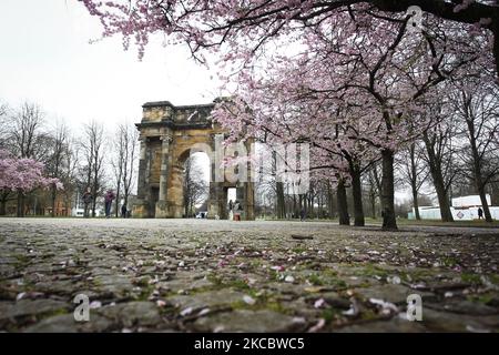 Une vue générale des cerisiers en fleurs japonais qui fleurissent près de l'arche McLennan dans le vert de Glasgow alors que le temps du printemps commence à entrer en vigueur sur 31 mars 2021 à Glasgow, en Écosse. (Photo par Ewan Bootman/NurPhoto) Banque D'Images