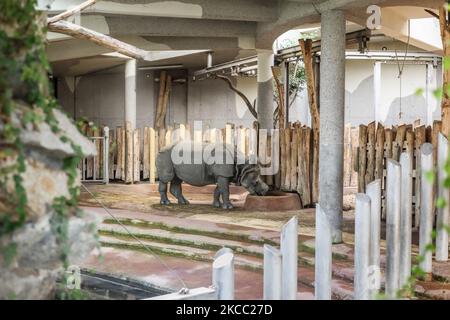 Rhinocéros indien (Rhinoceros unicornis) dans le jardin zoologique Banque D'Images