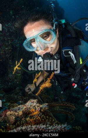 Plongeur observant une famille de poissons-poissons fantômes rouge et jaune de l'arlequin. Banque D'Images