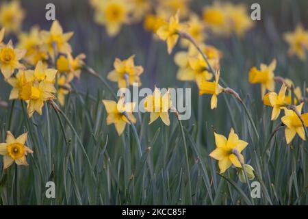 Floraison Narcisse pseudodonarcisse espèces plantes au printemps dans les pays-Bas, communément connu sous le nom de jonodil sauvage ou Lent lys, qui est une plante à fleurs vivaces. Gros plan sur les fleurs, la tige, les pétales et les feuilles jaunes en fleurs, comme vu dans les champs ou comme plantes ornementales dans les parcs ou entre les routes. Eindhoven, les pays-Bas sur 4 avril 2021 (photo de Nicolas Economou/NurPhoto) Banque D'Images