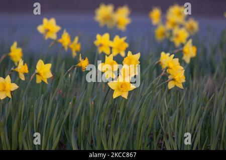 Floraison Narcisse pseudodonarcisse espèces plantes au printemps dans les pays-Bas, communément connu sous le nom de jonodil sauvage ou Lent lys, qui est une plante à fleurs vivaces. Gros plan sur les fleurs, la tige, les pétales et les feuilles jaunes en fleurs, comme vu dans les champs ou comme plantes ornementales dans les parcs ou entre les routes. Eindhoven, les pays-Bas sur 4 avril 2021 (photo de Nicolas Economou/NurPhoto) Banque D'Images