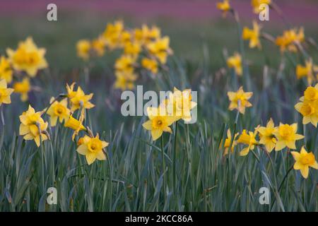 Floraison Narcisse pseudodonarcisse espèces plantes au printemps dans les pays-Bas, communément connu sous le nom de jonodil sauvage ou Lent lys, qui est une plante à fleurs vivaces. Gros plan sur les fleurs, la tige, les pétales et les feuilles jaunes en fleurs, comme vu dans les champs ou comme plantes ornementales dans les parcs ou entre les routes. Eindhoven, les pays-Bas sur 4 avril 2021 (photo de Nicolas Economou/NurPhoto) Banque D'Images