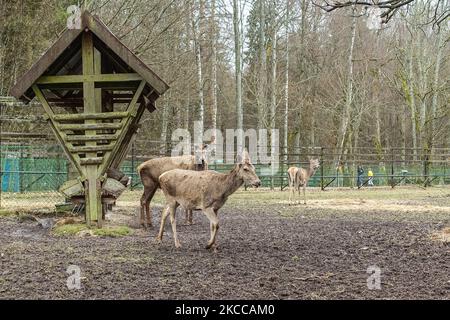 Les Red deers (Cervus elaphus) sont vus à Bialowieza, en Pologne, le 3 avril 2021 la réserve européenne de bisons du parc national de Bialowieski (Rezerwat Pokazowy Zubrów) est une réserve naturelle avec des sentiers pédestres et des possibilités de voir des bisons, des loups et des wapitis dans leur habitat naturel. (Photo de Michal Fludra/NurPhoto) Banque D'Images