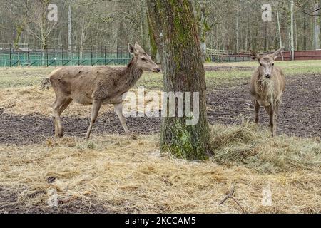 Les Red deers (Cervus elaphus) sont vus à Bialowieza, en Pologne, le 3 avril 2021 la réserve européenne de bisons du parc national de Bialowieski (Rezerwat Pokazowy Zubrów) est une réserve naturelle avec des sentiers pédestres et des possibilités de voir des bisons, des loups et des wapitis dans leur habitat naturel. (Photo de Michal Fludra/NurPhoto) Banque D'Images