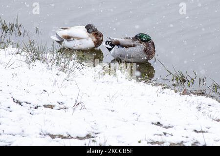 Canards dans l'eau pendant la neige. Les pays-Bas réveillent la neige couverte après une forte chute de neige le matin, un événement de bizzar pour avril. Le deuxième jour de basses températures et de neige aux pays-Bas après le lundi de Pâques blanc avec une baisse significative de la température, atteignant le point de congélation selon l'agence météorologique néerlandaise KNMI faisant du lundi de Pâques l'un des jours les plus froids jamais avec des températures basses enregistrées. En plus de la neige, de la grêle et du vent froid de glace à grande vitesse s'est produit. La KNMI a émis un avertissement météo jaune pour lundi soir, disant qu'il y aura fort W. Banque D'Images