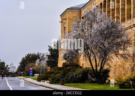 Une fleur de cerisier est vue à Anitkabir, le mausolée du fondateur de la Turquie moderne Mustafa Kemal Ataturk, au printemps sur 9 avril 2021 à Ankara, Turquie. (Photo par Altan Gocher/NurPhoto) Banque D'Images