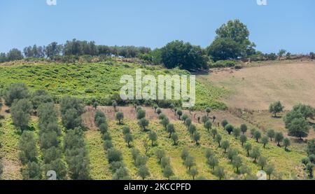 Vert oliviers terres agricoles, paysage agricole avec des olives plantes parmi les collines, jardin d'oliveraie, grandes zones agricoles oliviers Banque D'Images