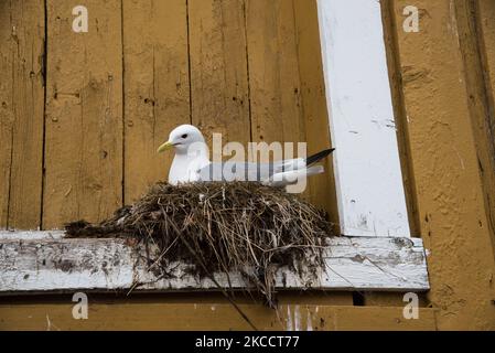 Le goéland commun se reproduisant sur un seuil de fenêtre à Nusfjord dans les îles Lofoten, dans le comté de Nordland, en Norvège. Banque D'Images