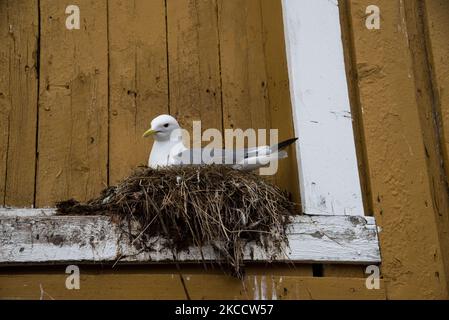 Le goéland commun se reproduisant sur un seuil de fenêtre à Nusfjord dans les îles Lofoten, dans le comté de Nordland, en Norvège. Banque D'Images