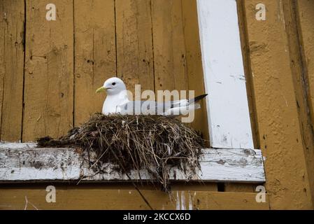 Le goéland commun se reproduisant sur un seuil de fenêtre à Nusfjord dans les îles Lofoten, dans le comté de Nordland, en Norvège. Banque D'Images