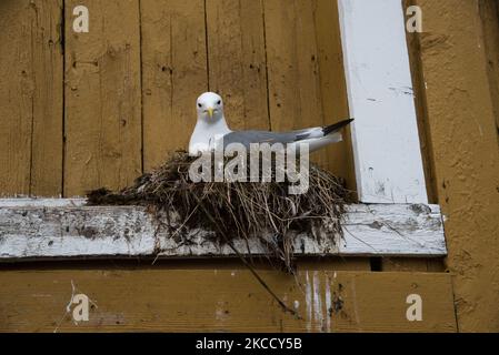 Le goéland commun se reproduisant sur un seuil de fenêtre à Nusfjord dans les îles Lofoten, dans le comté de Nordland, en Norvège. Banque D'Images