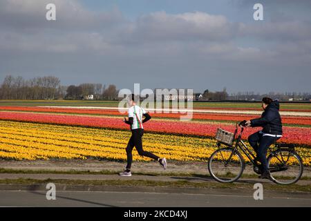 On voit des gens courir et faire du vélo devant les champs de fleurs. Magic Dutch printemps saison avec les gens vus autour des champs avec les bulbes de fleurs fleurant dans les champs colorés de rouge, blanc, orange, jaune, etc tulipes, Hyacinthes bleu et pourpre, et Daffodil jaune et blanc, plantes Narcisse. Cet endroit est célèbre et attire quotidiennement des milliers de touristes. Il est connu pour le très populaire jardin de Keukenhof, qui possède des millions de bulbes à fleurs printanières, l'un des plus grands jardins fleuris du monde, également connu sous le nom de jardin de l'Europe. Lisse, pays-Bas sur 19 avril 2021 (photo de Nicolas EC Banque D'Images