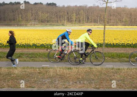 On voit des gens courir et faire du vélo devant les champs de fleurs. Magic Dutch printemps saison avec les gens vus autour des champs avec les bulbes de fleurs fleurant dans les champs colorés de rouge, blanc, orange, jaune, etc tulipes, Hyacinthes bleu et pourpre, et Daffodil jaune et blanc, plantes Narcisse. Cet endroit est célèbre et attire quotidiennement des milliers de touristes. Il est connu pour le très populaire jardin de Keukenhof, qui possède des millions de bulbes à fleurs printanières, l'un des plus grands jardins fleuris du monde, également connu sous le nom de jardin de l'Europe. Lisse, pays-Bas sur 19 avril 2021 (photo de Nicolas EC Banque D'Images