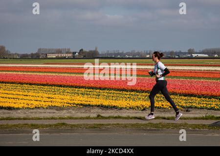 Une jeune femme comme vu courir devant les magnifiques champs de tulipes. Magic Dutch printemps saison avec les gens vus autour des champs avec les bulbes de fleurs fleurant dans les champs colorés de rouge, blanc, orange, jaune, etc tulipes, Hyacinthes bleu et pourpre, et Daffodil jaune et blanc, plantes Narcisse. Cet endroit est célèbre et attire quotidiennement des milliers de touristes. Il est connu pour le très populaire jardin de Keukenhof, qui possède des millions de bulbes à fleurs printanières, l'un des plus grands jardins fleuris du monde, également connu sous le nom de jardin de l'Europe. Lisse, pays-Bas sur 19 avril 2021 (photo de Nicolas Banque D'Images