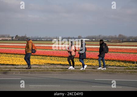 Touristes marchant à côté des magnifiques champs de tulipes. Magic Dutch printemps saison avec les gens vus autour des champs avec les bulbes de fleurs fleurant dans les champs colorés de rouge, blanc, orange, jaune, etc tulipes, Hyacinthes bleu et pourpre, et Daffodil jaune et blanc, plantes Narcisse. Cet endroit est célèbre et attire quotidiennement des milliers de touristes. Il est connu pour le très populaire jardin de Keukenhof, qui possède des millions de bulbes à fleurs printanières, l'un des plus grands jardins fleuris du monde, également connu sous le nom de jardin de l'Europe. Lisse, pays-Bas sur 19 avril 2021 (photo de Nicolas Economou/NurPhot Banque D'Images