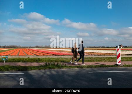 Magic Dutch printemps saison avec les gens vus autour des champs avec les bulbes de fleurs fleurant dans les champs colorés de rouge, blanc, orange, jaune, etc tulipes, Hyacinthes bleu et pourpre, et Daffodil jaune et blanc, plantes Narcisse. Cet endroit est célèbre et attire quotidiennement des milliers de touristes. Il est connu pour le très populaire jardin de Keukenhof, qui possède des millions de bulbes à fleurs printanières, l'un des plus grands jardins fleuris du monde, également connu sous le nom de jardin de l'Europe. Lisse, pays-Bas sur 19 avril 2021 (photo de Nicolas Economou/NurPhoto) Banque D'Images