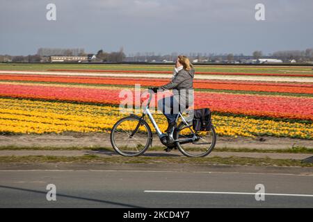 Une femme vue sur son vélo devant les champs de tulipes. Magic Dutch printemps saison avec les gens vus autour des champs avec les bulbes de fleurs fleurant dans les champs colorés de rouge, blanc, orange, jaune, etc tulipes, Hyacinthes bleu et pourpre, et Daffodil jaune et blanc, plantes Narcisse. Cet endroit est célèbre et attire quotidiennement des milliers de touristes. Il est connu pour le très populaire jardin de Keukenhof, qui possède des millions de bulbes à fleurs printanières, l'un des plus grands jardins fleuris du monde, également connu sous le nom de jardin de l'Europe. Lisse, pays-Bas sur 19 avril 2021 (photo de Nicolas Banque D'Images