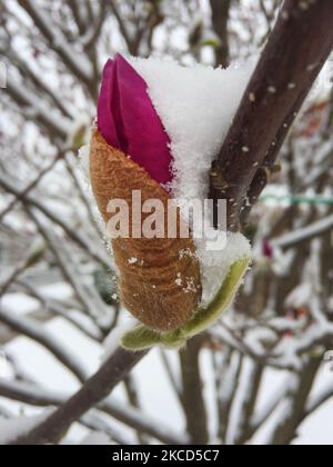 Fleurs sur un magnolia (Magnolioideae) recouvertes de neige pendant une chute de neige printanière à Toronto, Ontario, Canada, on 21 avril 2021. La chute de neige a laissé 5 centimètres de neige dans le grand Toronto. (Photo de Creative Touch Imaging Ltd./NurPhoto) Banque D'Images