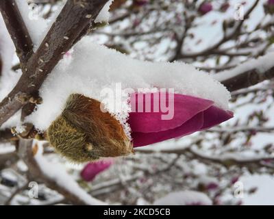 Fleurs sur un magnolia (Magnolioideae) recouvertes de neige pendant une chute de neige printanière à Toronto, Ontario, Canada, on 21 avril 2021. La chute de neige a laissé 5 centimètres de neige dans le grand Toronto. (Photo de Creative Touch Imaging Ltd./NurPhoto) Banque D'Images