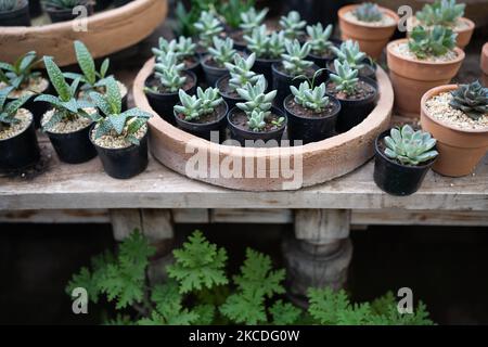 Magasin d'usine confortable avec pots de jardinières sur une vitrine en bois. Maison studio de design floral. Petite entreprise. Banque D'Images