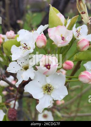 Fleurs blanches sur un arbre pendant la saison printanière à Toronto, Ontario, Canada sur 26 avril 2021. (Photo de Creative Touch Imaging Ltd./NurPhoto) Banque D'Images