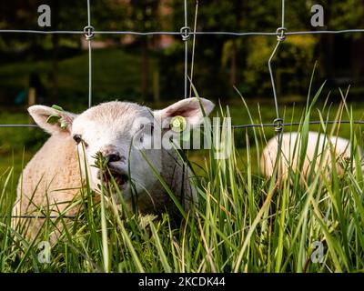 Un jeune mouton mange de l'herbe, pendant les températures printanières aux pays-Bas, sur 28 avril 2021. (Photo par Romy Arroyo Fernandez/NurPhoto) Banque D'Images