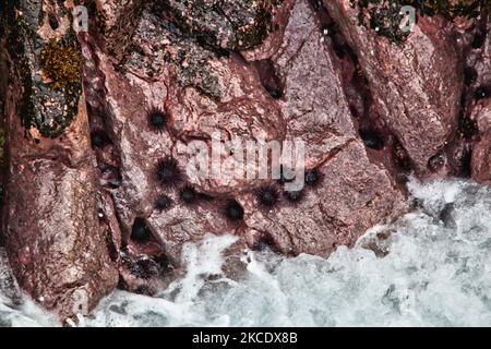 Goring des rochers Urchins (Burraming Sea Urchins) le long de la côte de l'île de Pâques, au Chili. (Photo de Creative Touch Imaging Ltd./NurPhoto) Banque D'Images