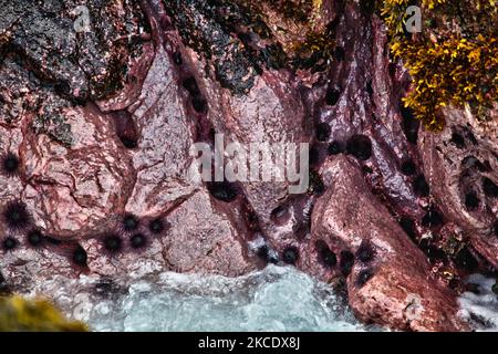 Goring des rochers Urchins (Burraming Sea Urchins) le long de la côte de l'île de Pâques, au Chili. (Photo de Creative Touch Imaging Ltd./NurPhoto) Banque D'Images