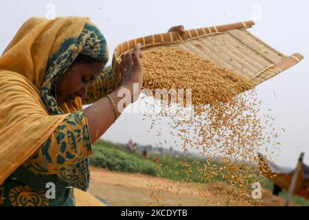 Une femme traite du riz paddy qui a récolté du riz dans un champ de paddy au cours de la campagne de récolte à Birulia, près de Dhaka, au Bangladesh, lundi, à 3 mai 2021. (Photo de Kazi Salahuddin Razu/NurPhoto) Banque D'Images