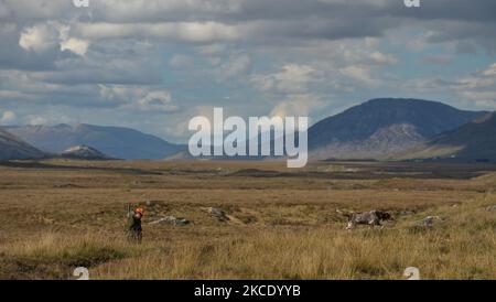Le père Krzysztof Sikora marche son chien 'Rambo' près de la pêche de Gowla, situé dans le centre du Connemara, parmi l'un des plus beaux et paisibles paysages. D'un point de vue géographique, la paroisse de Roundstone est considérée comme la plus grande paroisse d'Irlande et s'étend des plages de Gurteen aux douze Bens et aux montagnes Mám Tuirc. Jusqu'en 1990s, la paroisse était servie par trois prêtres, maintenant il n'y en a qu'un pour s'occuper de cinq églises. L'actuel prêtre paroissial, né en Pologne, le Père Krzysztof Sikora, est membre de la congrégation religieuse des Missionnaires de la parole Divine. Après des années de travail comme missionnaire Banque D'Images
