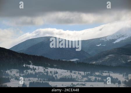 Paysage brumeux avec des pins à feuilles persistantes recouverts de neige fraîche après une forte chute de neige en hiver dans la forêt montagneuse, le soir froid et tranquille Banque D'Images