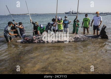 Des volontaires tentent de déplacer une caracas de la Baleine à bec de Cuvier (Ziphius cavirostris) à Mertasari Beach, Denpasar, Bali, Indonésie sur 21 mai 2021. Cette baleine de 5,3 mètres a été trouvée morte par le local flottant au large de la côte et étant tirée à terre pour nécropsie et enterré. La baleine Beaked Cuvier est l'un des rares mammifères marins qui vit à travers la mer indonésienne et peut plonger à 3000 mètres au-dessus du niveau de la mer. (Photo de Johannes Christo/NurPhoto) Banque D'Images