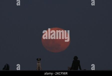 Une fille avec un chien se détend sur la jetée, en regardant la superlune de fleurs qui s'élève près du port méditerranéen de Limassol. Chypre, mercredi, 26 mai 2021. L'éclipse lunaire totale, également connue sous le nom de lune de sang super, est la première en deux ans avec la couleur rouge-orange le résultat de tous les levers et couchers de soleil dans l'atmosphère de la Terre projetée sur la surface de la lune éclipsée. (Photo de Danil Shamkin/NurPhoto) Banque D'Images