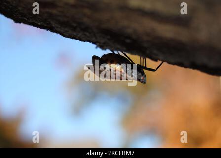 Rutherford, New Jersey, États-Unis - octobre 29 2022 : lanternfly achetée enceinte. L'automne est quand les femelles pondent des masses d'oeufs qui peuvent contenir de 30 à 50 oeufs chacun. Banque D'Images