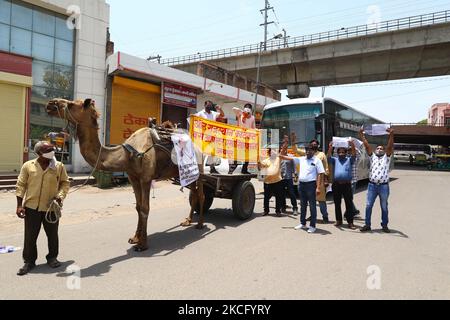 Tous les militants de l'Association des opérateurs de bus contractuels Rajasthan avec une voiturette à dos de chameau, protestent contre les hausses fréquentes des prix de l'essence et du diesel, à Jaipur, Rajasthan, Inde, sur 11 juin, 2021. (Photo de Vishal Bhatnagar/NurPhoto) Banque D'Images