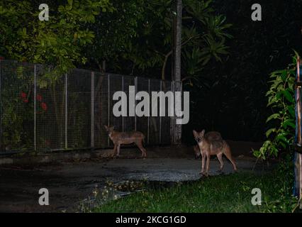 Un groupe de chacals dorés sauvages (Canis aureus) est sorti des dens inondés la nuit à cause de la pluie et de manger des insectes Termite sous le poste de lampe de bord de route à la localité de Tehatta, Bengale-Occidental, Inde le 12/06/2021. Le jackal d'or est la seule espèce de Jackal dans le sous-continent indien, ils sont de petite taille que les loups et les chiens sauvages de leurs proches parents. (Photo de Soumyabrata Roy/NurPhoto) Banque D'Images