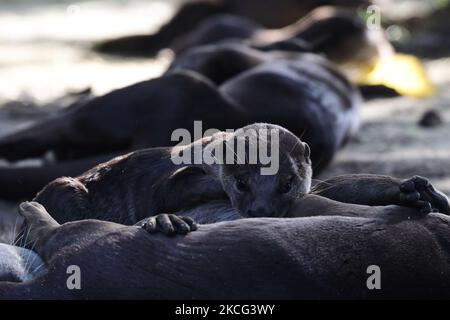 Une loutre douce et revêtue regarde tout en se reposant sous un arbre dans les jardins près de la baie de 15 juin 2021 à Singapour. Les loutres sauvages font leur retour dans l'état urbain de la ville, le nombre croissant d'animaux marins semant des inquiétudes au sujet de la surpopulation. (Photo de Suhaimi Abdullah/NurPhoto) Banque D'Images