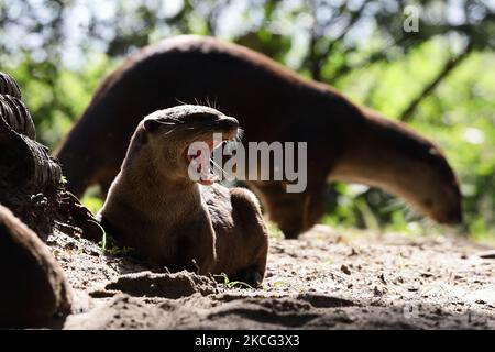 Des naines de loutre recouvertes d'un revêtement lisse tout en se reposant sous un arbre dans les jardins près de la baie de 15 juin 2021 à Singapour. Les loutres sauvages font leur retour dans l'état urbain de la ville, le nombre croissant d'animaux marins semant des inquiétudes au sujet de la surpopulation. (Photo de Suhaimi Abdullah/NurPhoto) Banque D'Images