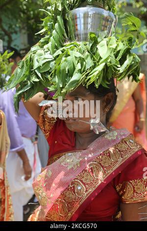 Femme hindoue tamoule avec une brochette faciale et des épingles dans le bras, alors qu'elle porte une marmite sur la tête remplie de lait et de miel et recouverte de feuilles de margosa pendant le festival Nallur Ter (festival Nallur Chariot) au Nallur Kandaswamy Kovil (temple de Nallur) à Jaffna, au Sri Lanka. Des centaines de milliers de fidèles hindous tamouls du monde entier ont assisté à ce festival. (Photo de Creative Touch Imaging Ltd./NurPhoto) Banque D'Images