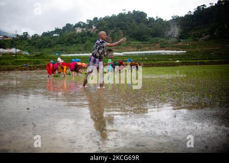 Un homme répand un engrais sur un rizières à Chhampi, Lalitpur, jeudi, 17 juin 2021. Avec le début de la mousson aux agriculteurs népalais, ces jours-ci sont occupés à planter des jeunes plants de paddy. (Photo de Rojan Shrestha/NurPhoto) Banque D'Images