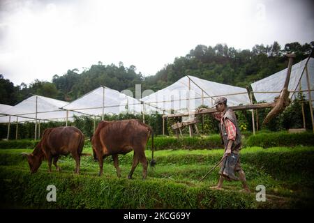 Un népalais revient d'un rizières après avoir labouré à Chhampi, Lalitpur, jeudi, 17 juin 2021. Avec le début de la mousson aux agriculteurs népalais, ces jours-ci sont occupés à planter des jeunes plants de paddy. (Photo de Rojan Shrestha/NurPhoto) Banque D'Images