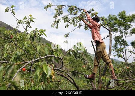 Un garçon cachemiri plânait des cerises dans un jardin à la périphérie de Srinagar, en Inde, administrait le Cachemire le 17 juin 2021. Les travailleurs des jardins travaillent comme des Paris quotidiens et à leurs services coûtent 500 INR (6,73 USD) par jour. (Photo de Muzamil Mattoo/NurPhoto) Banque D'Images