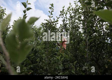 Un garçon cachemiri plânait des cerises dans un jardin à la périphérie de Srinagar, en Inde, administrait le Cachemire le 17 juin 2021. Les travailleurs des jardins travaillent comme des Paris quotidiens et à leurs services coûtent 500 INR (6,73 USD) par jour. (Photo de Muzamil Mattoo/NurPhoto) Banque D'Images