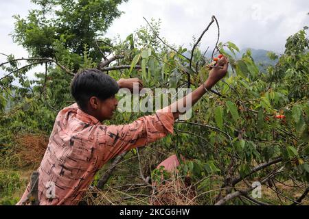Un garçon cachemiri plânait des cerises dans un jardin à la périphérie de Srinagar, en Inde, administrait le Cachemire le 17 juin 2021. Les travailleurs des jardins travaillent comme des Paris quotidiens et à leurs services coûtent 500 INR (6,73 USD) par jour. (Photo de Muzamil Mattoo/NurPhoto) Banque D'Images