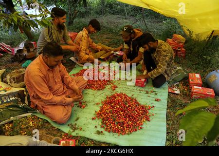 Les travailleurs de Kashmiri emballez des cerises dans un jardin situé à la périphérie de Srinagar, en Inde, administrant le Cachemire le 17 juin 2021. Les travailleurs des jardins travaillent comme des Paris quotidiens et à leurs services coûtent 500 INR (6,73 USD) par jour. (Photo de Muzamil Mattoo/NurPhoto) Banque D'Images