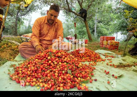 Les travailleurs de Kashmiri sélectionnent et emballez des cerises dans un jardin à la périphérie de Srinagar, administration indienne du Cachemire le 17 juin 2021. Les travailleurs des jardins travaillent comme des Paris quotidiens et à leurs services coûtent 500 INR (6,73 USD) par jour. (Photo de Muzamil Mattoo/NurPhoto) Banque D'Images